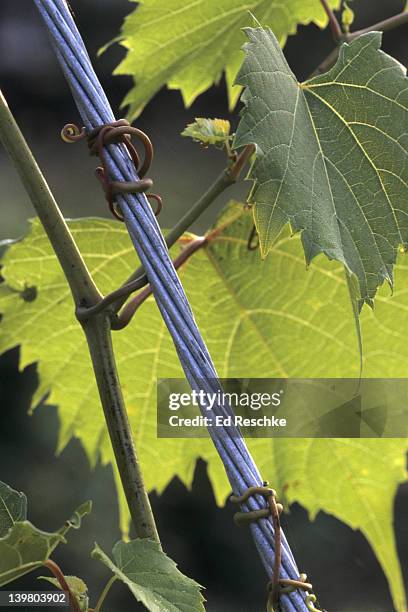 thigmotropism; tendrils of grape, (vitis sp.). tendrils are modified leaves that coil around a support to hold up the plant. climbing shrub. michigan - thigmonasty stock pictures, royalty-free photos & images