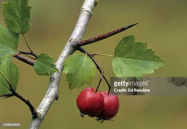 thorn, a modified leaf. hawthorn crataegus spp.  also shows the fruit. these sharp, spearlike thorns develop from axillary buds.  thorny shrubs. michigan - hawthorn,_victoria stock pictures, royalty-free photos & images