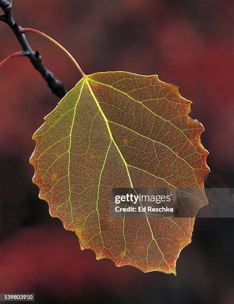 net-venation, characteristic of dicots, big tooth aspen, autumn. populus grandidentata. michigan - populus grandidentata stock pictures, royalty-free photos & images