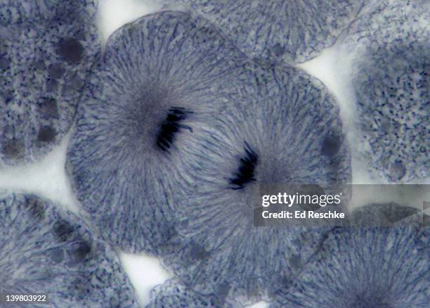 animal mitosis. anaphase (late), 250x, whitefish embryo. daughter chromosomes are at the poles of the spindle. shows spindle fibers (microtubules). - anáfase imagens e fotografias de stock
