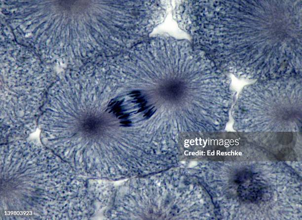 animal mitosis. anaphase, 250x, whitefish embryo.  daughter chromosomes are moving to the poles of the spindle. spindle fibers (microtubules) and asters are visible. - anaphase stock-fotos und bilder