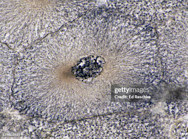 Interphase Microscope View Mitosis Interphase Photos and Premium High Res Pictures - Getty Images