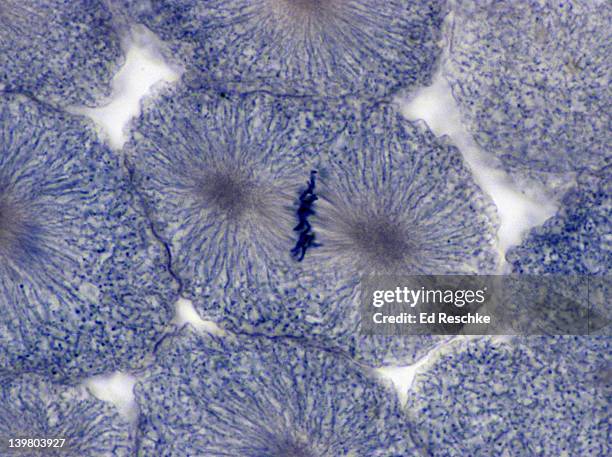 animal mitosis. metaphase, 250x, whitefish embryo.  shows: chromosomes, spidle fibers (microtubules), and asters. chromosomes are lined up on the metaphase (equatorial) plate. - metaphase 個照片及圖片檔