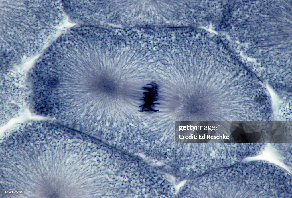ANIMAL MITOSIS. METAPHASE, 250X, WHITEFISH EMBRYO. Shows: chromosomes lined up on the metaphase (equatorial) plate, spindle fibers (microtubules), spindle, and aster.