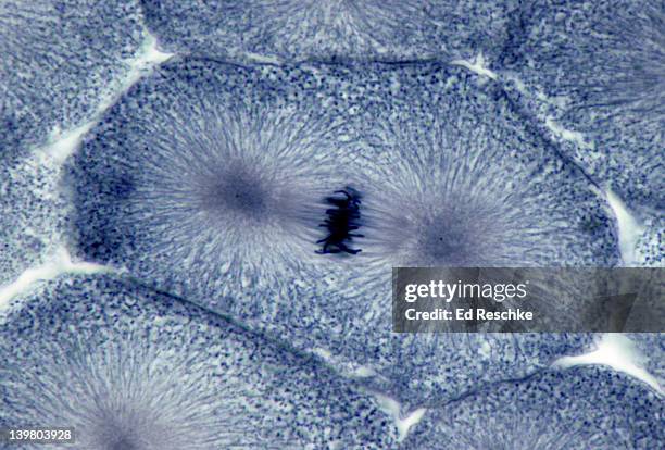 animal mitosis. metaphase, 250x, whitefish embryo. shows: chromosomes lined up on the metaphase (equatorial) plate, spindle fibers (microtubules), spindle, and aster. - metafase stockfoto's en -beelden