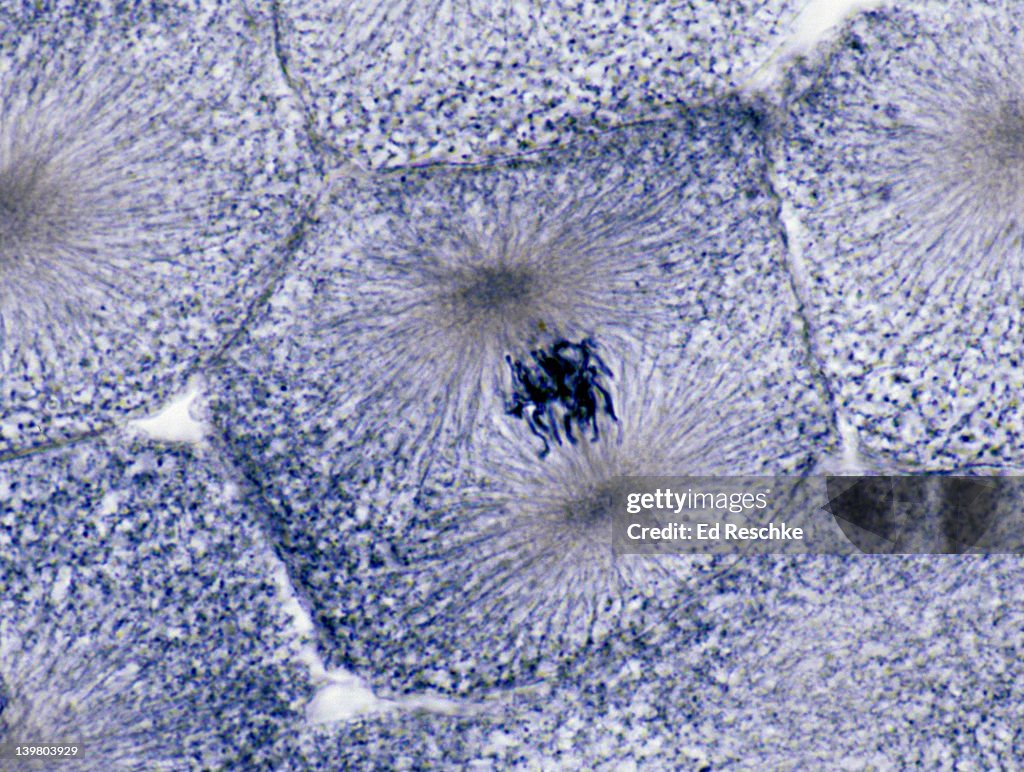 Promtaohase Prometaphase