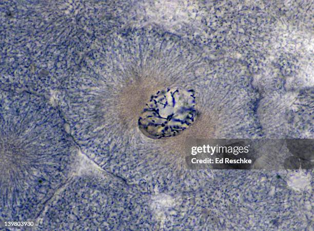 animal mitosis. prophase (early), 250x, whitefish embryo.  chromosomes are condensing and the nuclear membrane is fragmenting. - prophase 個照片及圖片檔