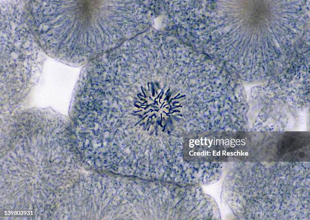 animal mitosis. prophase (late), 250x, whitefish embryo. the chromosomes are very distinct. - prophase stock pictures, royalty-free photos & images