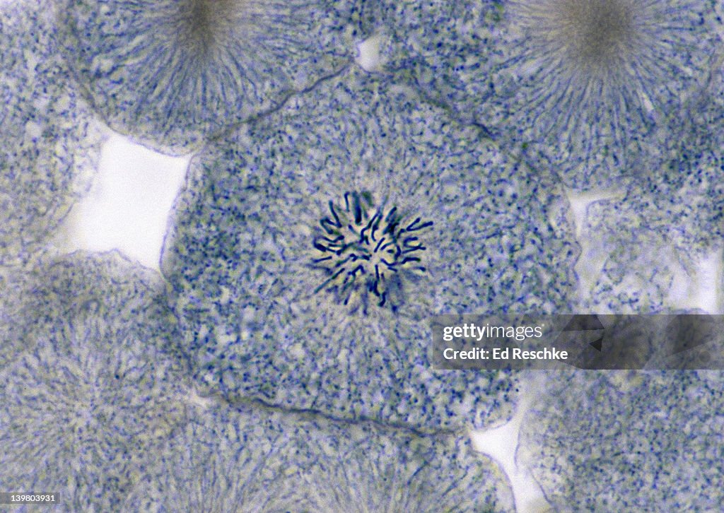 ANIMAL MITOSIS. PROPHASE (LATE), 250X, WHITEFISH EMBRYO. The chromosomes are very distinct.