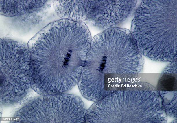 animal mitosis. telophase & cytokinesis, 250x, whitefish embryo.  shows: chromosomes, cleavage furrow, spindle fibers and daughter cells. - mitosis bildbanksfoton och bilder