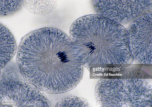 animal mitosis. telophase & cytokinesis, 250x, whitefish embryo.  shows: chromosomes, cleavage furrow, spindle fibers, and daughter cells. - mitosis bildbanksfoton och bilder