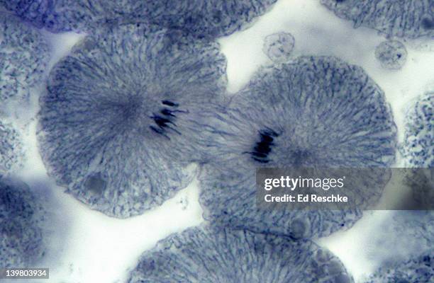 animal mitosis. telophase & cytokinesis, 250x, whitefish embryo. shows: chromosomes, spindle fibers, cleavage furrow, and daughter cells. - mitosi-divisione-cellulare foto e immagini stock