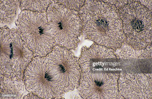 animal mitosis, all phases; prophase, metaphase, anaphase, telophase, 250x, whitefish embryo - métaphase photos et images de collection