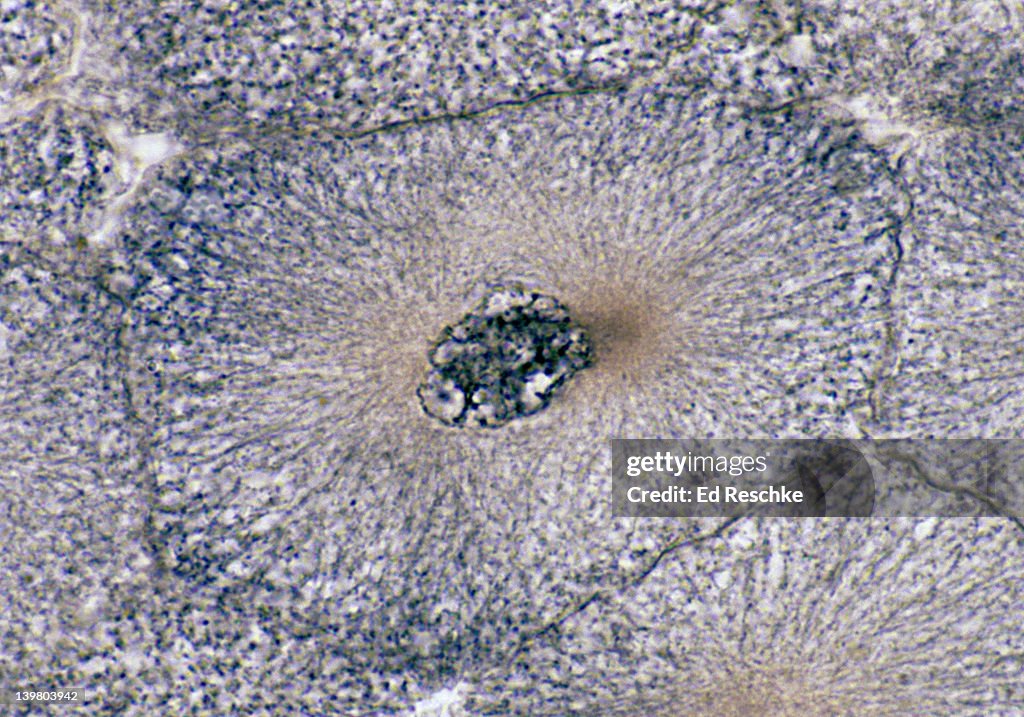 Interphase Microscope View Animal Mitosis Interphase 250x Whitefish Embryo Shows Chromatin Nucleus ...