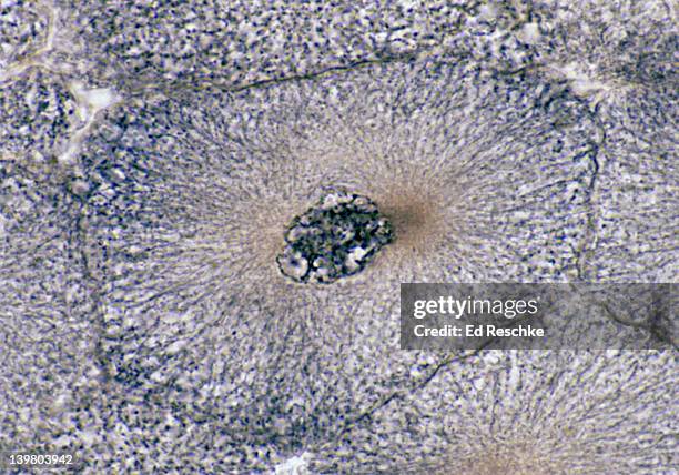 animal mitosis, interphase (nondividing cell), 250x, whitefish embryo. shows: chromatin, nucleus, nuclear membrane. - mitosis stock pictures, royalty-free photos & images
