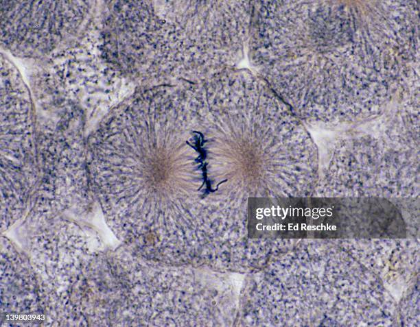 animal mitosis, metaphase, 250x, whitefish embryo. the chromosomes are aligned on the metaphase (equatorial) plate.  spindle, spindle fibers and aster are visible. - métaphase photos et images de collection