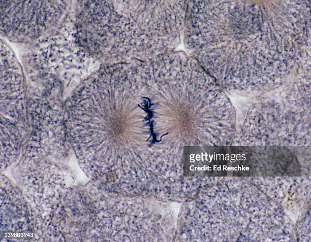 animal mitosis, metaphase, 250x, whitefish embryo. the chromosomes are aligned on the metaphase (equatorial) plate.  spindle, spindle fibers and aster are visible. - metaphase 個照片及圖片檔
