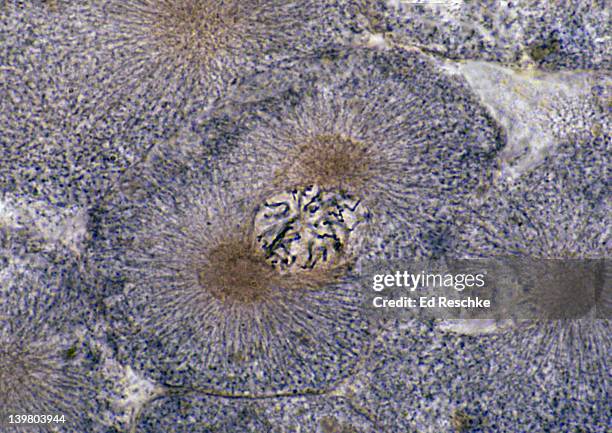 animal mitosis, prophase (early), 250x, whitefish embryo.  shows:  chromatin condensing into chromosomes, centrosomes, and asters. - prophase stock pictures, royalty-free photos & images
