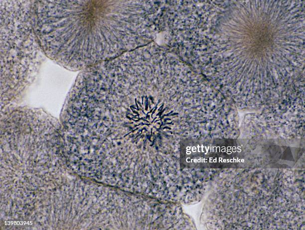 animal mitosis, prophase (late), 250x, whitefish embryo. shows the chromosomes. - prophase 個照片及圖片檔