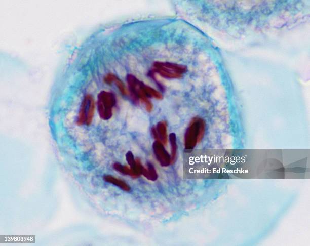 meiosis 1, anaphase 1 (1st division), lilium (lily), 400x at 35mm.  chromosomes are moving toward the poles, spindle fibers visible. - anaphase fotografías e imágenes de stock