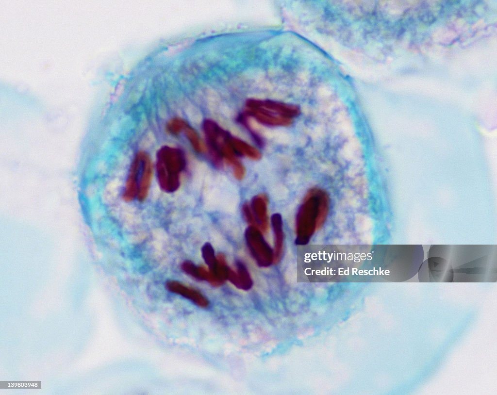 MEIOSIS 1, ANAPHASE 1 (1st Division), Lilium (Lily), 400X at 35mm.  Chromosomes are moving toward the poles, spindle fibers visible.