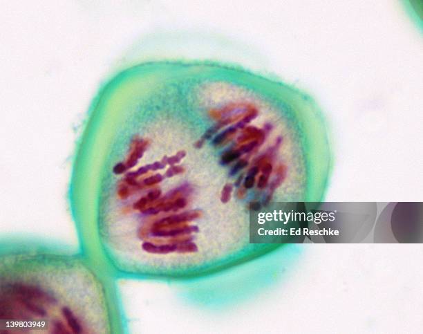 meiosis 1, anaphase (1st division), lilium (lily), 400x at 35mm. chromosomes are migrating toward the poles. - mitosis stock pictures, royalty-free photos & images