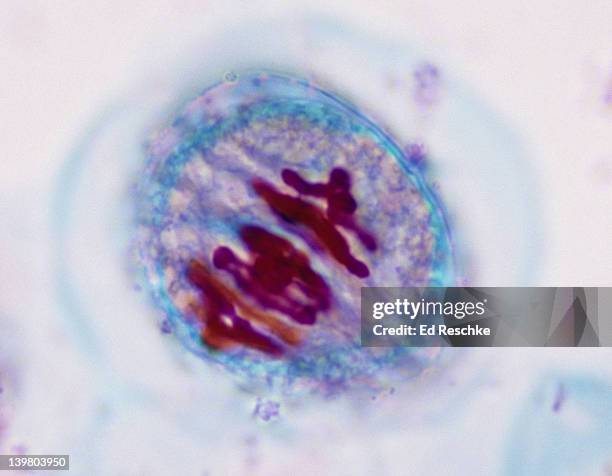 meiosis 1, metaphase 1 (1st division), lilium (lily), 400x at 35mm - mitosis bildbanksfoton och bilder