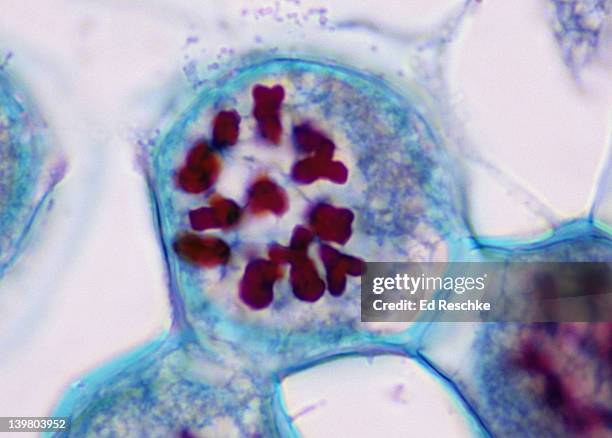 meiosis 1, prophase 1 (1st division), lilium (lily), 400x at 35mm - celldelning bildbanksfoton och bilder