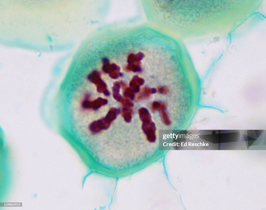 Meiosis Prophase 1 Mikroskop Prophase I Definition And Examples