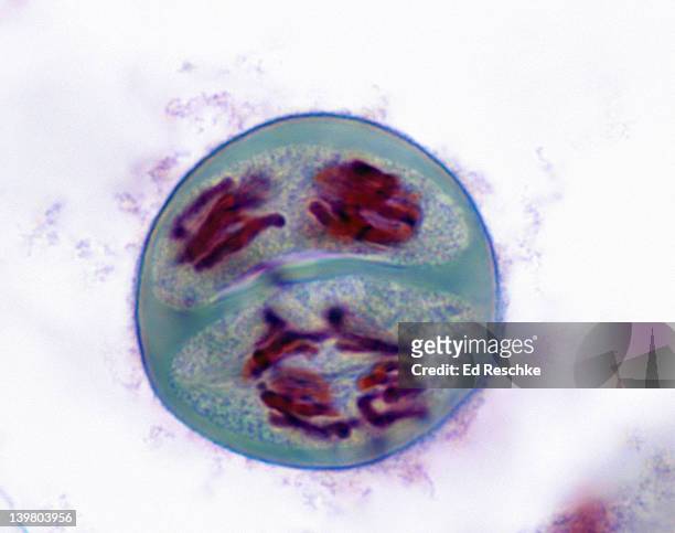 meiosis 2, anaphase 2 (2nd division), lilium (lily), 400x at 35mm - mitosis bildbanksfoton och bilder