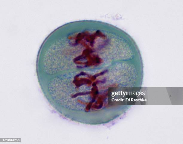 meiosis 2, metaphase 2 (2nd division), lilium (lily), 400x at 35mm. the chromosomes are lined up on the equator. - métaphase photos et images de collection