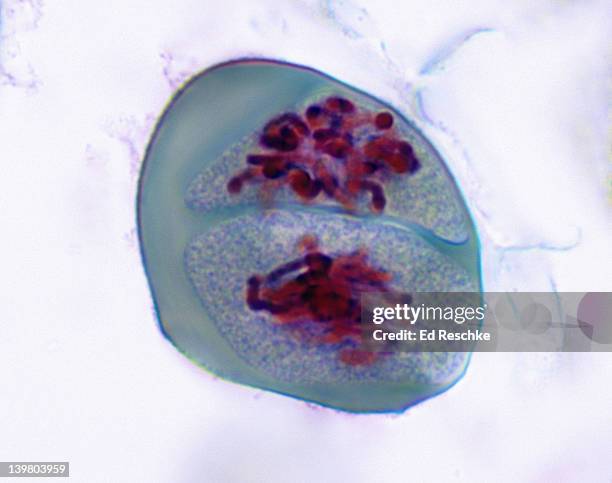 meiosis 2, prophase 2 (2nd division), lilium (lily), 400x at 35mm - prophase 個照片及圖片檔