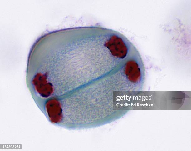 meiosis 2, telophase (2nd division), lilium (lily), 400x at 35mm - meiose imagens e fotografias de stock