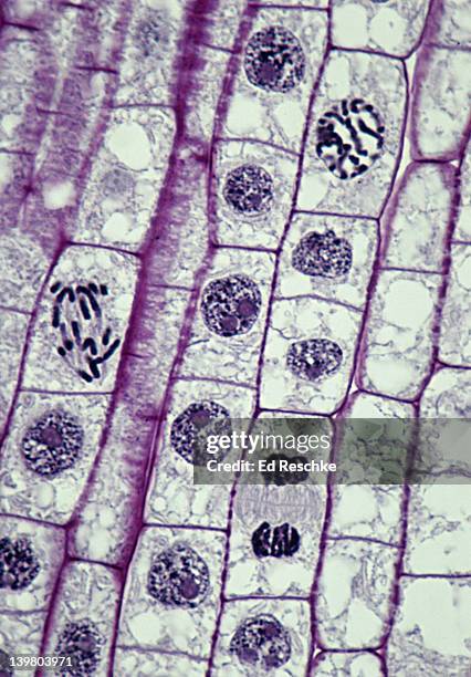 plant mitosis; many different phases, 250x at 35mm, interphase, prophase, anaphase, telophase, onion (allium) root tip. - mitosi-divisione-cellulare foto e immagini stock