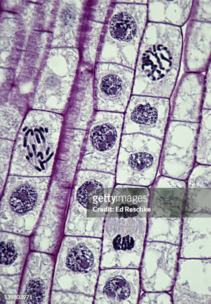 plant mitosis; many different phases, 250x at 35mm, interphase, prophase, anaphase, telophase, onion (allium) root tip. - mitosis bildbanksfoton och bilder