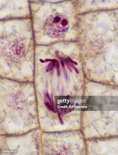 plant mitosis; anaphase, 500x at 35mm, onion (allium) root tip. the chromosomes have separated and are migrating toward the poles. - mitosis stock pictures, royalty-free photos & images