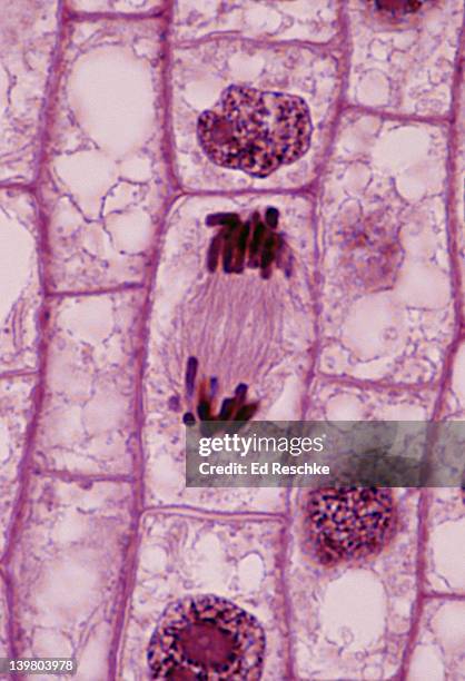 plant mitosis; anaphase, 500x at 35mm, onion (allium) root tip. the chromosomes have moved to opposite ends of the cell.  spindle fibers (microtubules) are visible. - anaphase stock-fotos und bilder