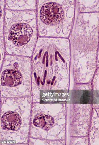 plant mitosis; anaphase, 500x at 35mm, onion (allium) root tip. the chromosomes have moved to opposite ends of the cell. spindle fibers are visible - mitosis stock pictures, royalty-free photos & images