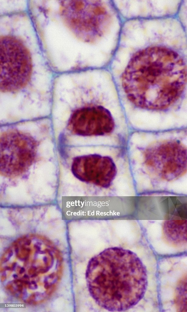 Onion Root Cell Onion Root Meristem | Allium Root Tip Meristematic