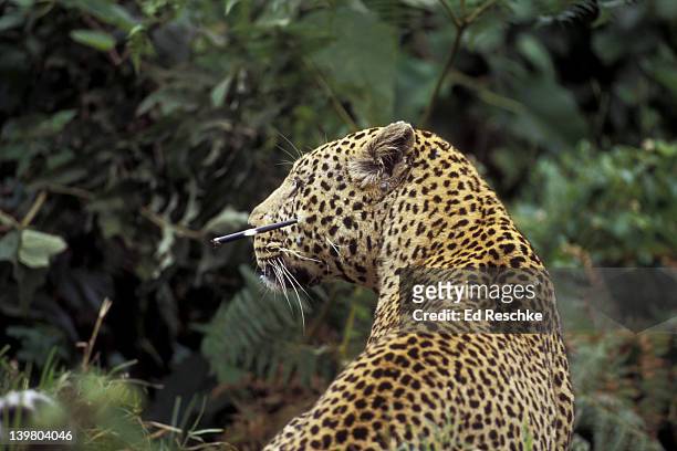 leopard. panthera pardus. stuck with quill of porcupine it killed in tree. ngorongoro crater, tanzania - istrice foto e immagini stock