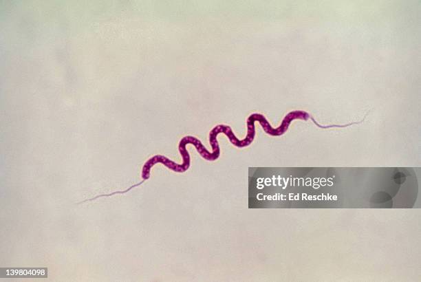 spirillum volutans. large spiral shaped bacterium. mobile. has flagellae. 400x at 35mm - microbio foto e immagini stock