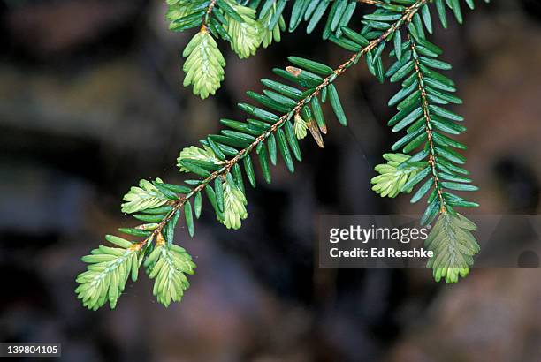 new growth cones hanging from tips of branchlets of eastern hemlock spruce, tsuga canadensis - hemlock tree fotografías e imágenes de stock