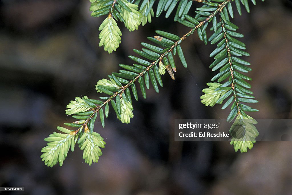 New growth cones hanging from tips of branchlets of Eastern Hemlock Spruce, Tsuga canadensis