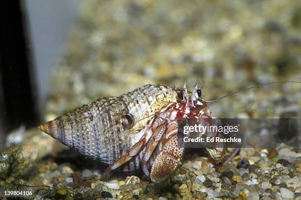 hermit crab, pagurus spp, in oregon coast aquarium - hermit crab stock pictures, royalty-free photos & images