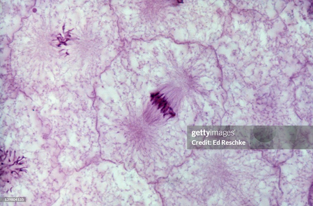 Animal mitosis. Metaphase. Whitefish embryo. Shows Spindle and chromosomes lined on equator. 280x at 35mm. (*)