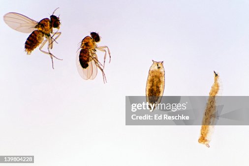 Fly Development Life Cycle Stages Of Fruitfly Drosophila Spp Showing Larva Pupa Adult ...