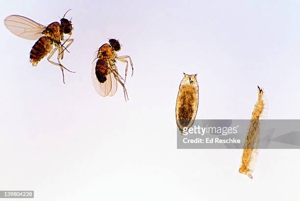 life cycle stages of fruitfly, drosophila spp, showing larva, pupa, adult male (dark abdomen) and adult female; 2.5x at 35mm  - fruit flies stock pictures, royalty-free photos & images