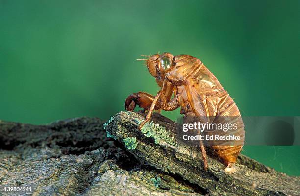 empty nymphal case of cicada, tibicen canicularis, after emergence of adult; nymph stage 3 years. michigan, usa - animal exoskeleton stock pictures, royalty-free photos & images