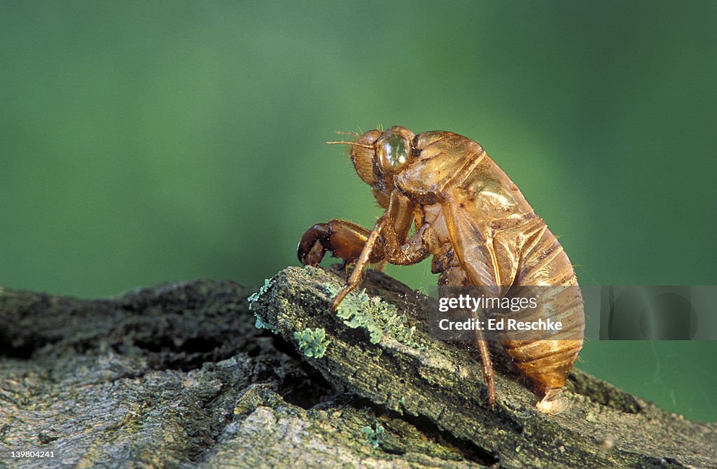Empty nymphal case of Cicada, Tibicen canicularis, after emergence of adult; nymph stage 3 years. Michigan, USA