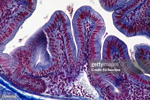 micrograph of villi and simple columnar epithelium of small intestine of mammal, 80x at 35mm - tejido epitelial fotografías e imágenes de stock